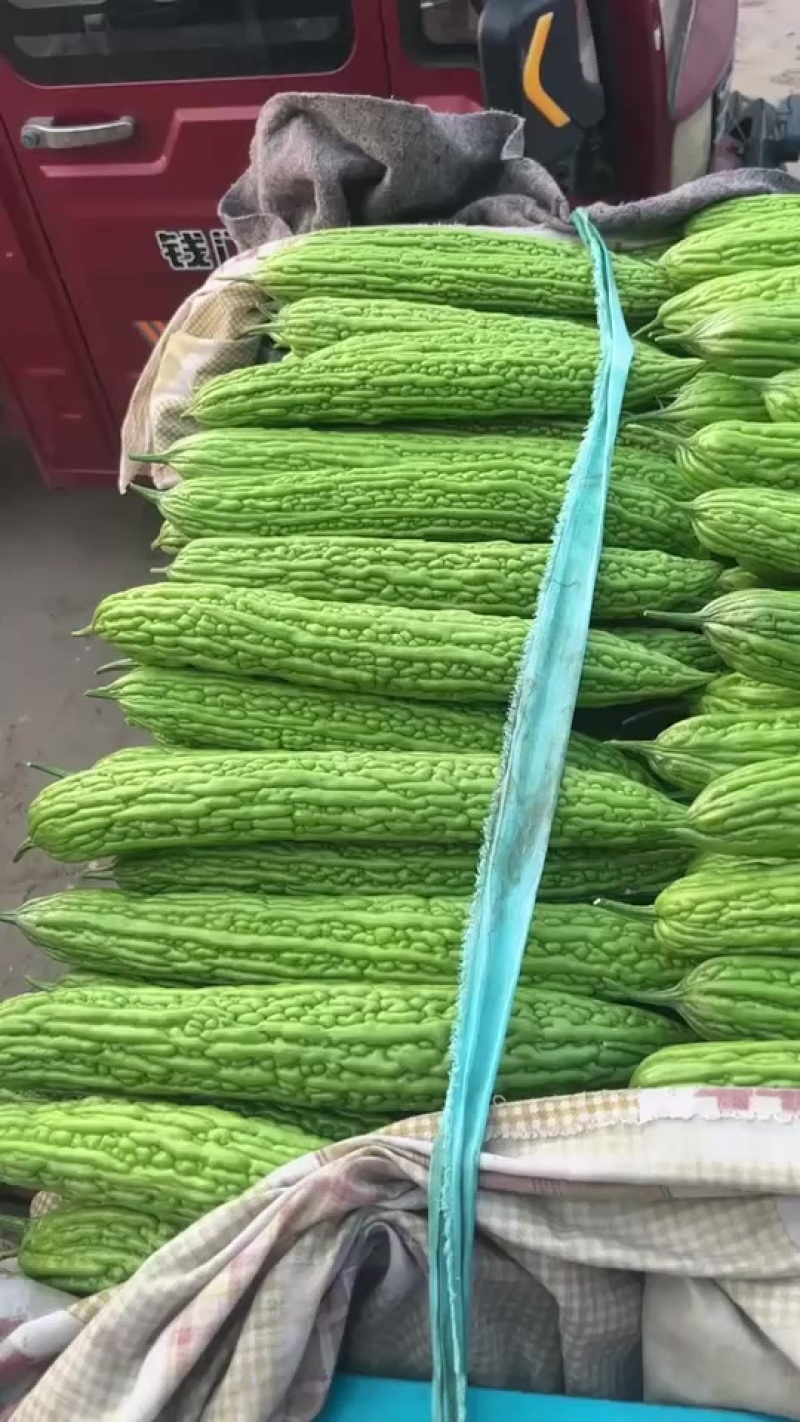 精品珍珠苦瓜大量上市价格不高