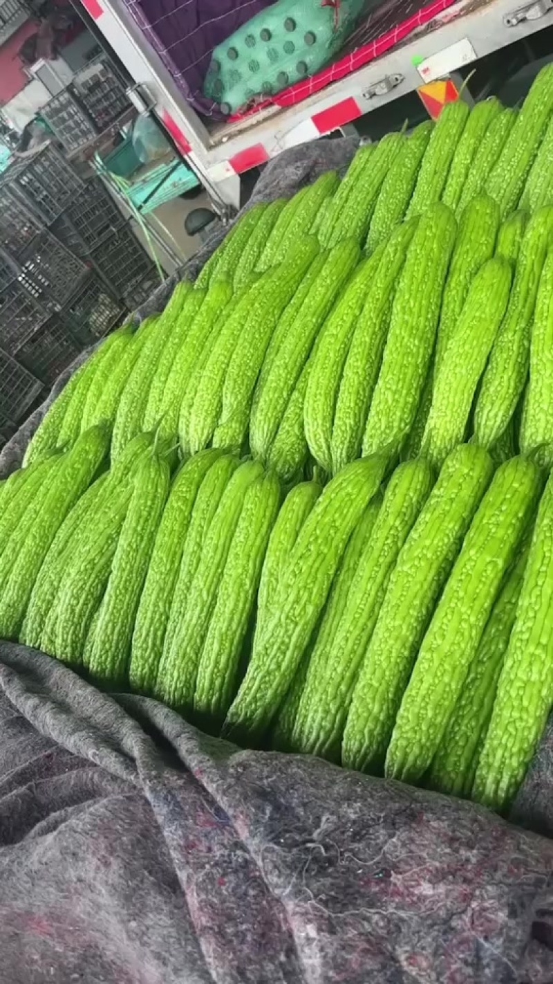 精品珍珠苦瓜大量上市价格不高