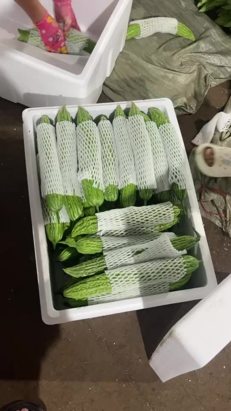 精品珍珠苦瓜大量上市价格不高