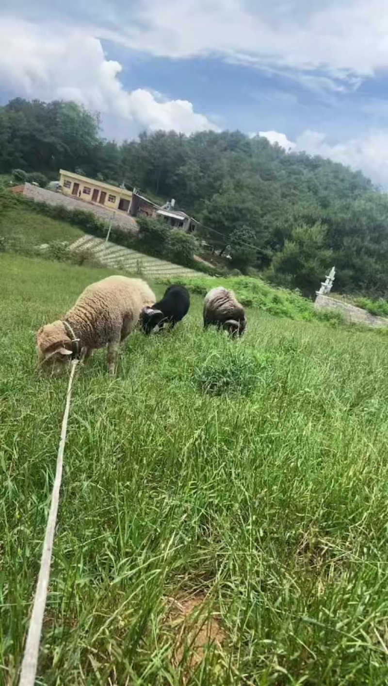 需要大角羊的来
