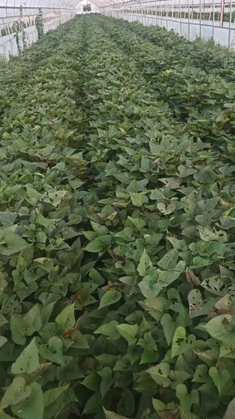 红薯苗，品种西瓜红