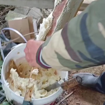 益母草蜂蜜