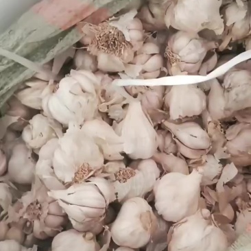 红根祘苗种子到货
