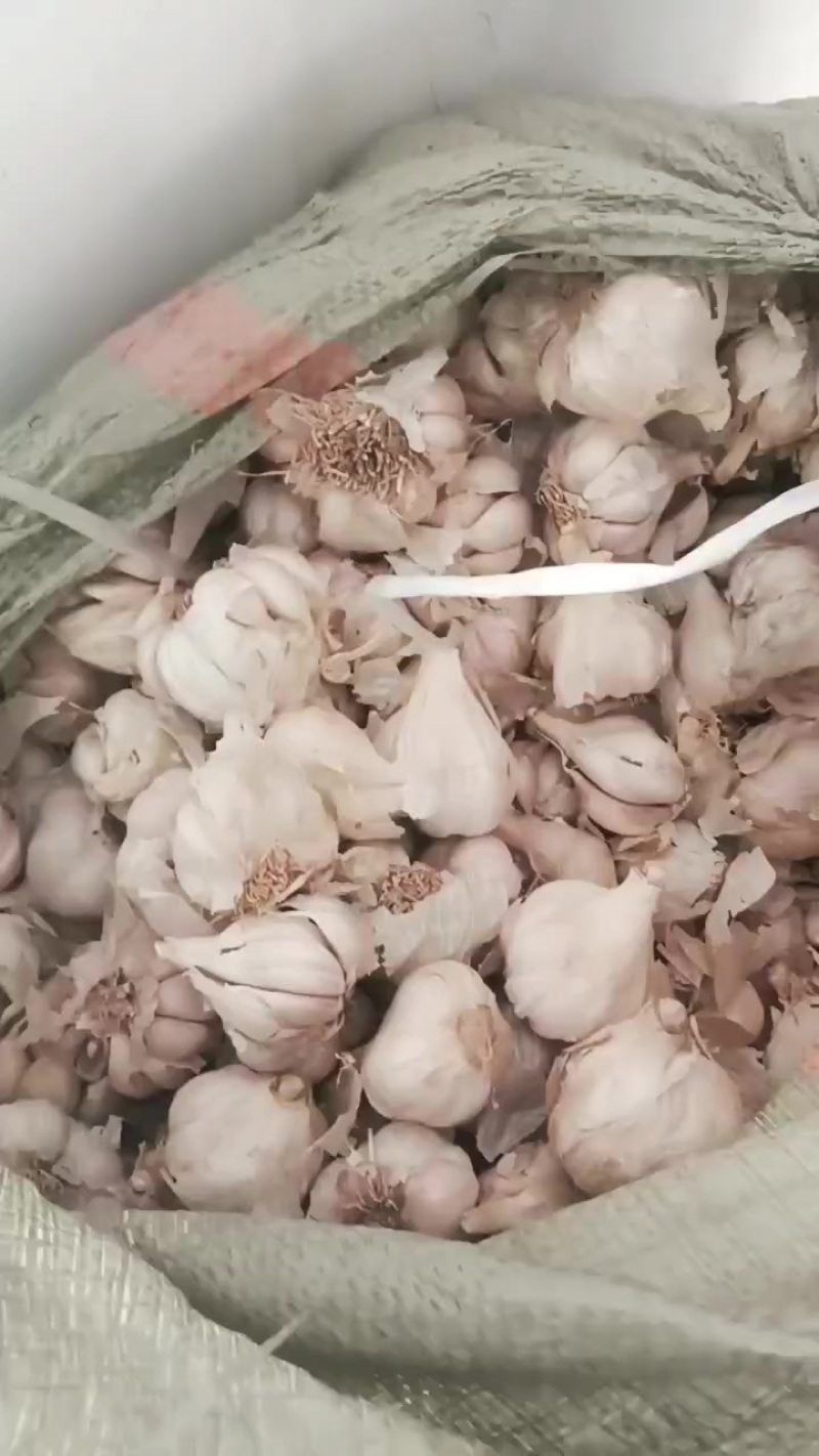 红根祘苗种子到货