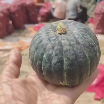 20吨贝贝南瓜出售