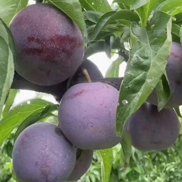 5月脆青灰5钱起56789