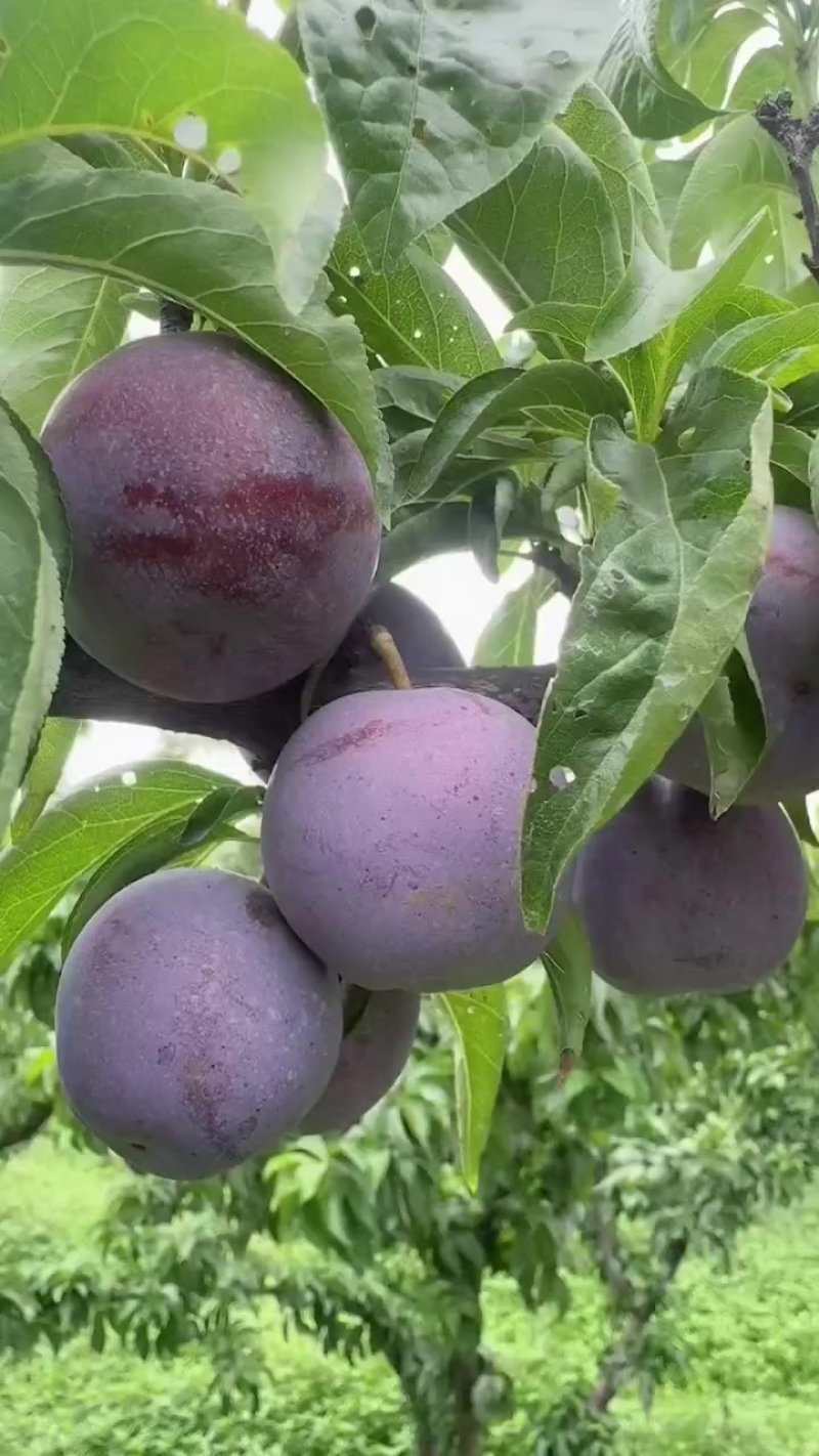 5月脆青灰5钱起56789