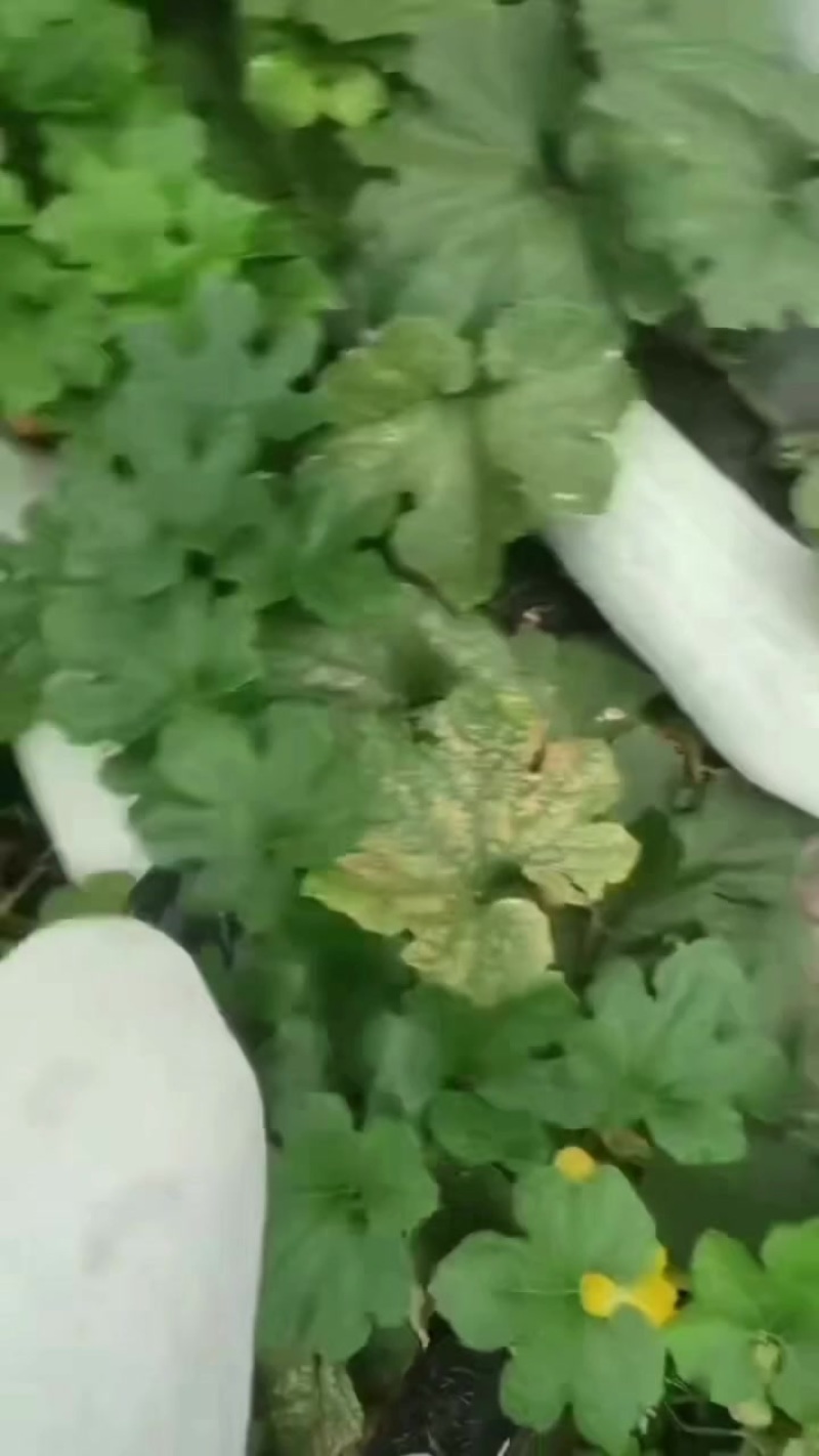 长条白皮冬瓜大量上市了