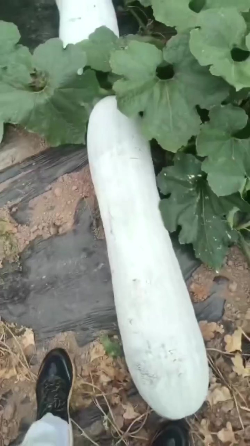 长条白皮冬瓜大量上市了