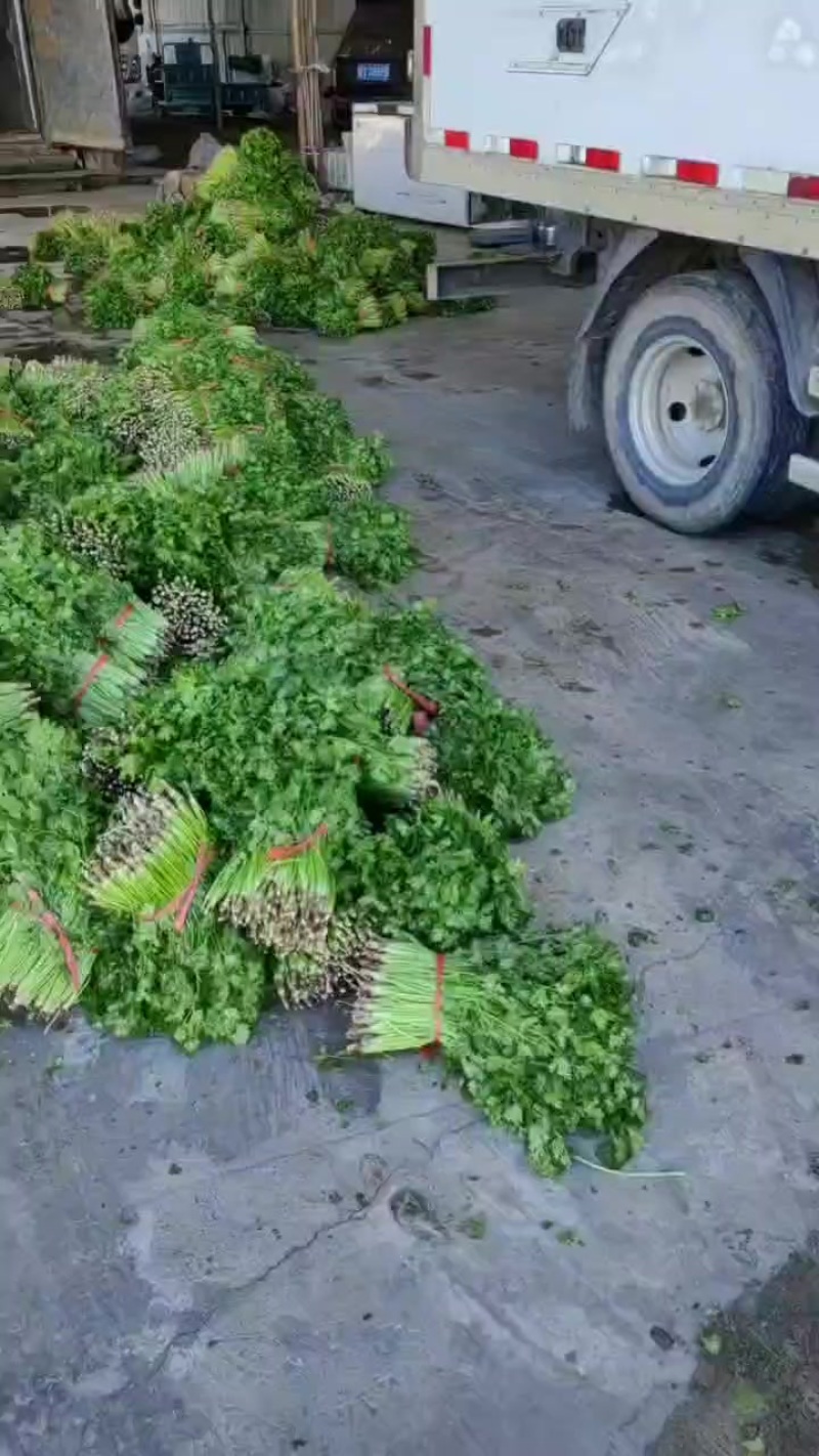精品香菜