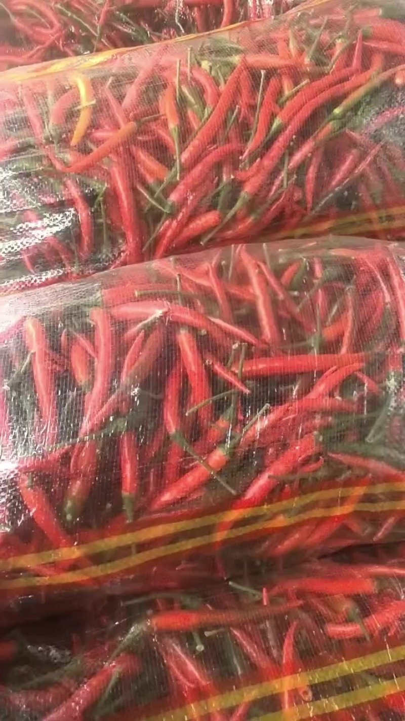 小米椒价格美丽产地直发大量有货欢迎联系