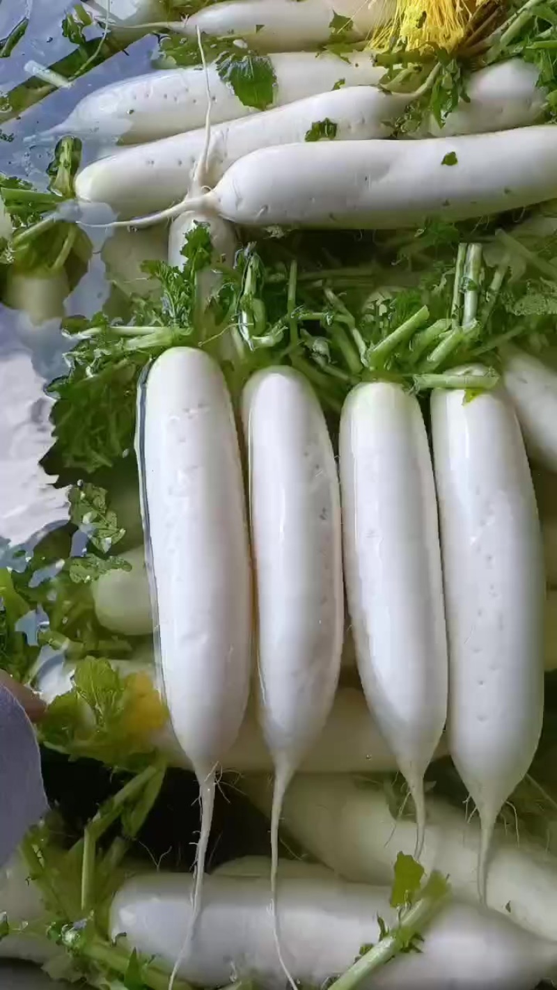 高山萝卜