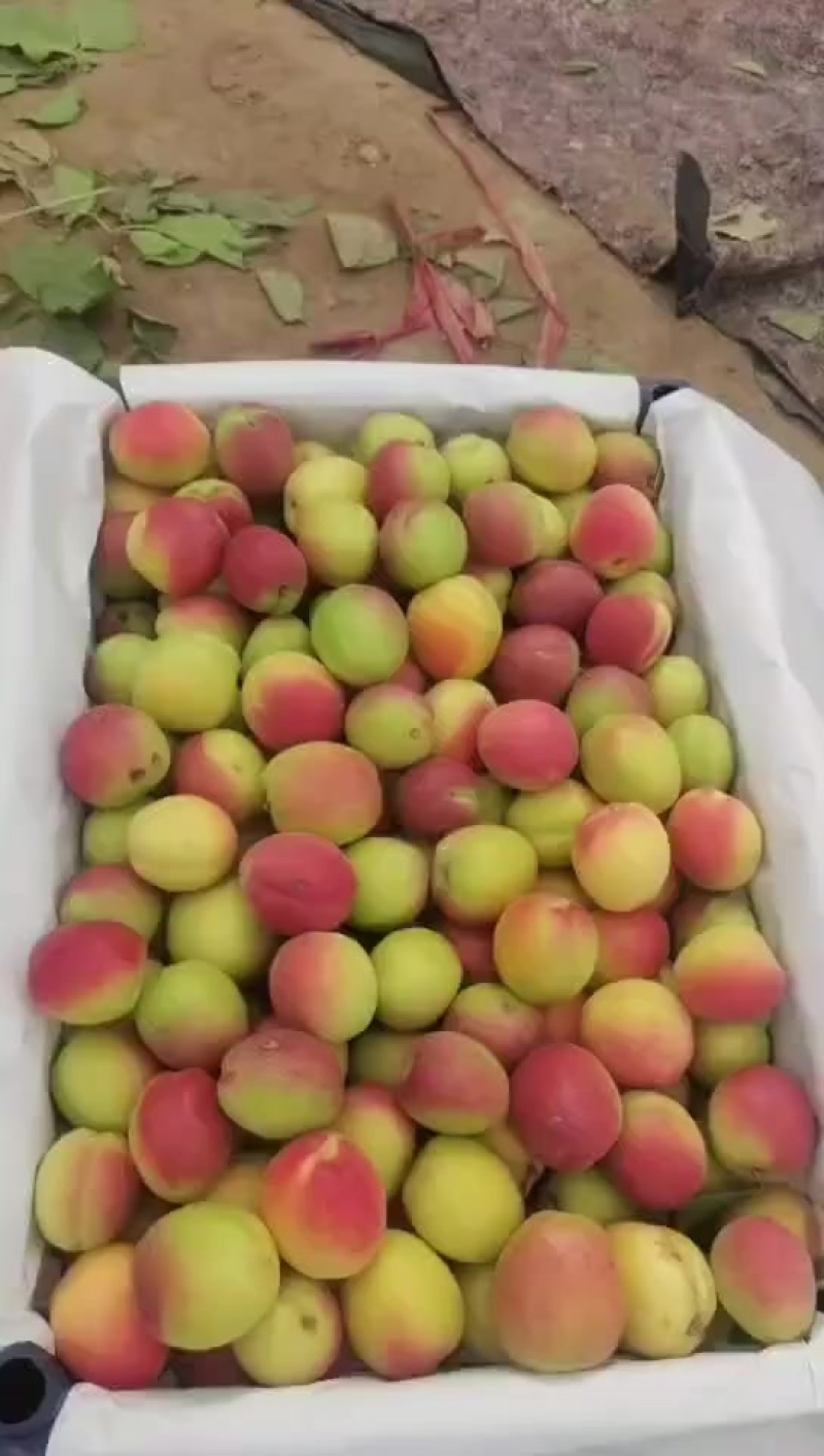 产地小红袍杏！