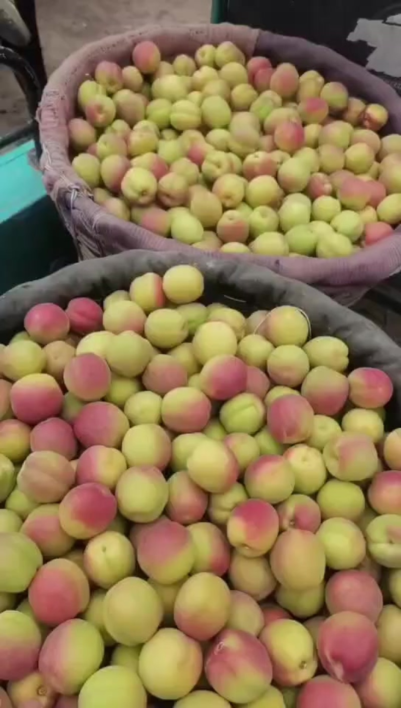 产地小红袍杏！