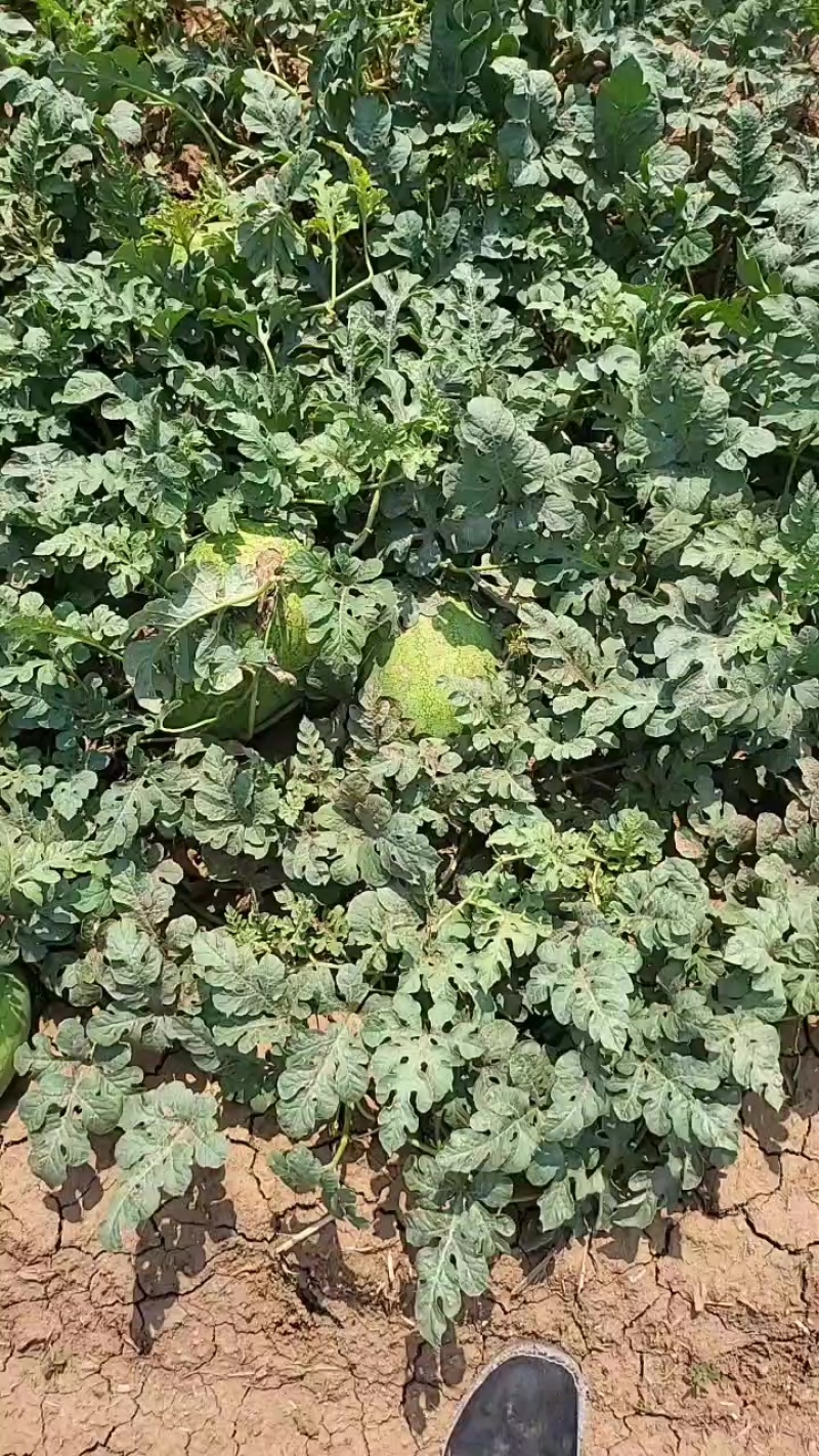 开杂品种