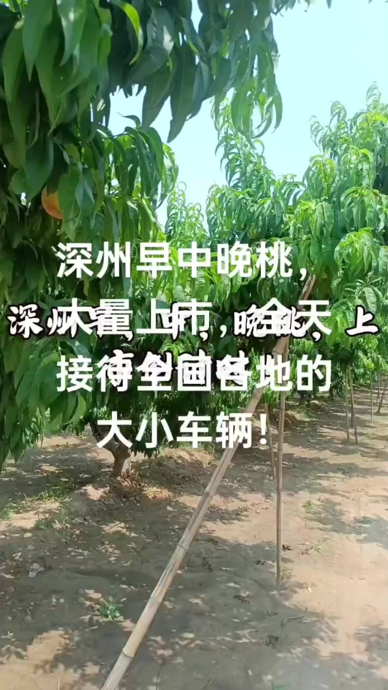 深州市早中晚桃大量上市！