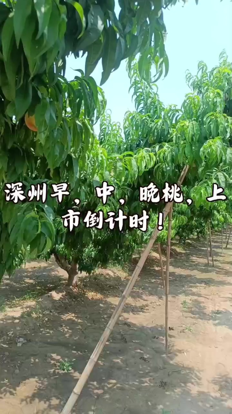 深州市早中晚桃大量上市！