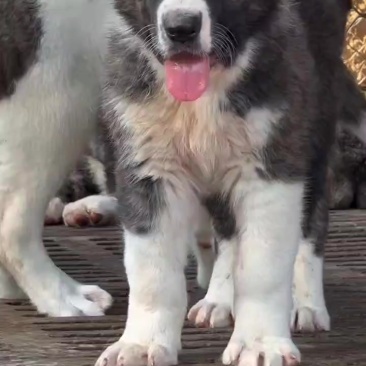 精品中亚牧羊犬