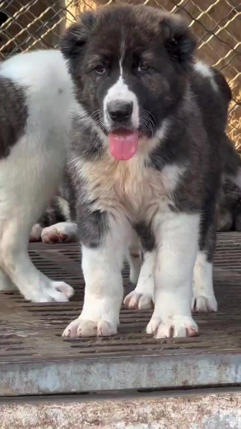 精品中亚牧羊犬