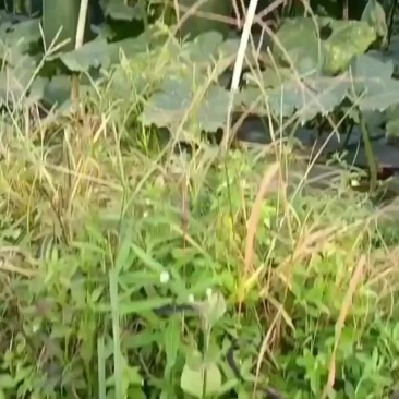 英德黑皮冬瓜