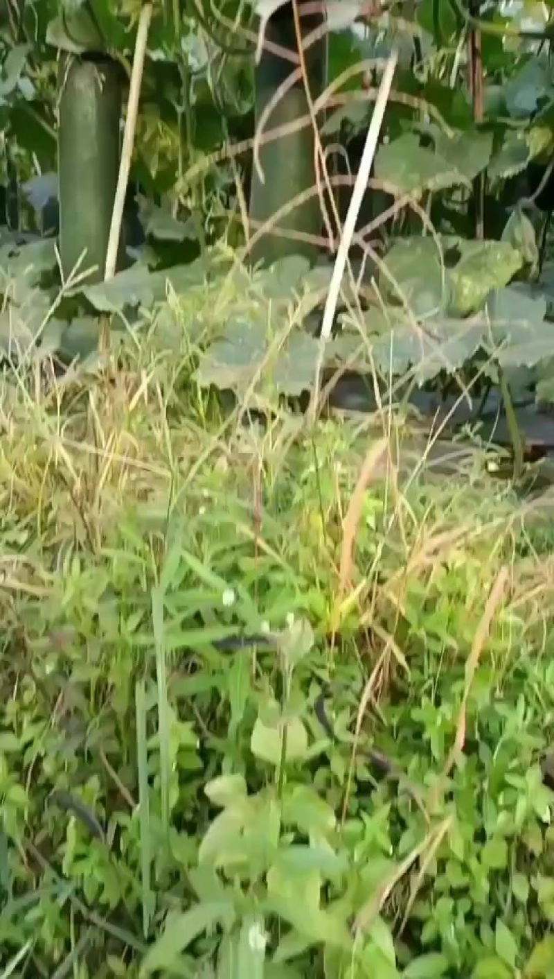 英德黑皮冬瓜