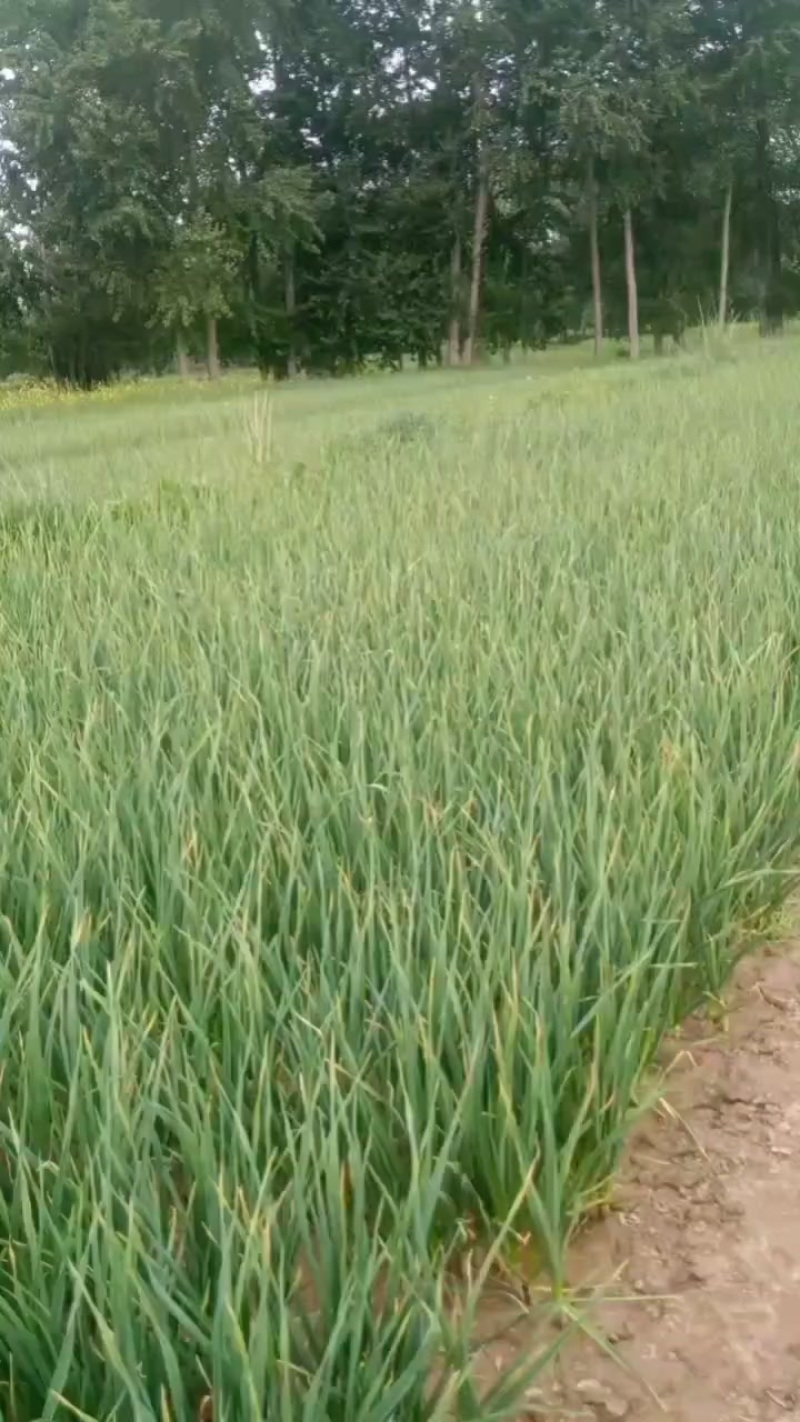 青海青蒜苗