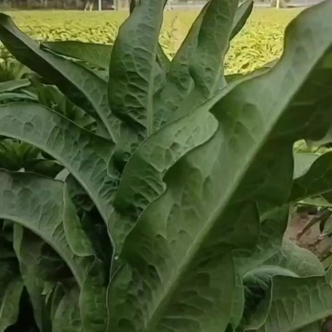 莴笋