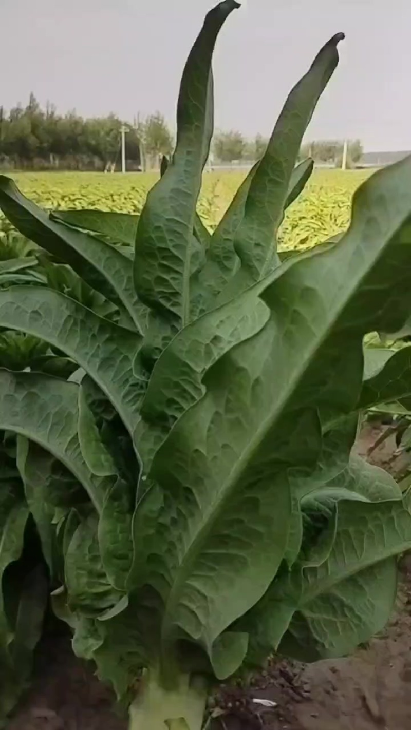莴笋