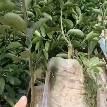 沙糖桔杯苗