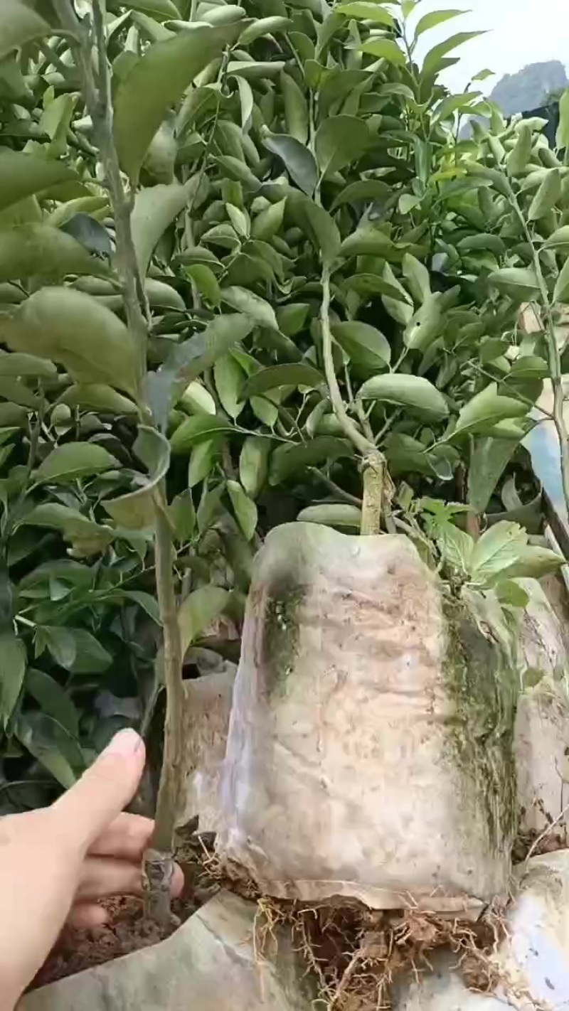 沙糖桔杯苗