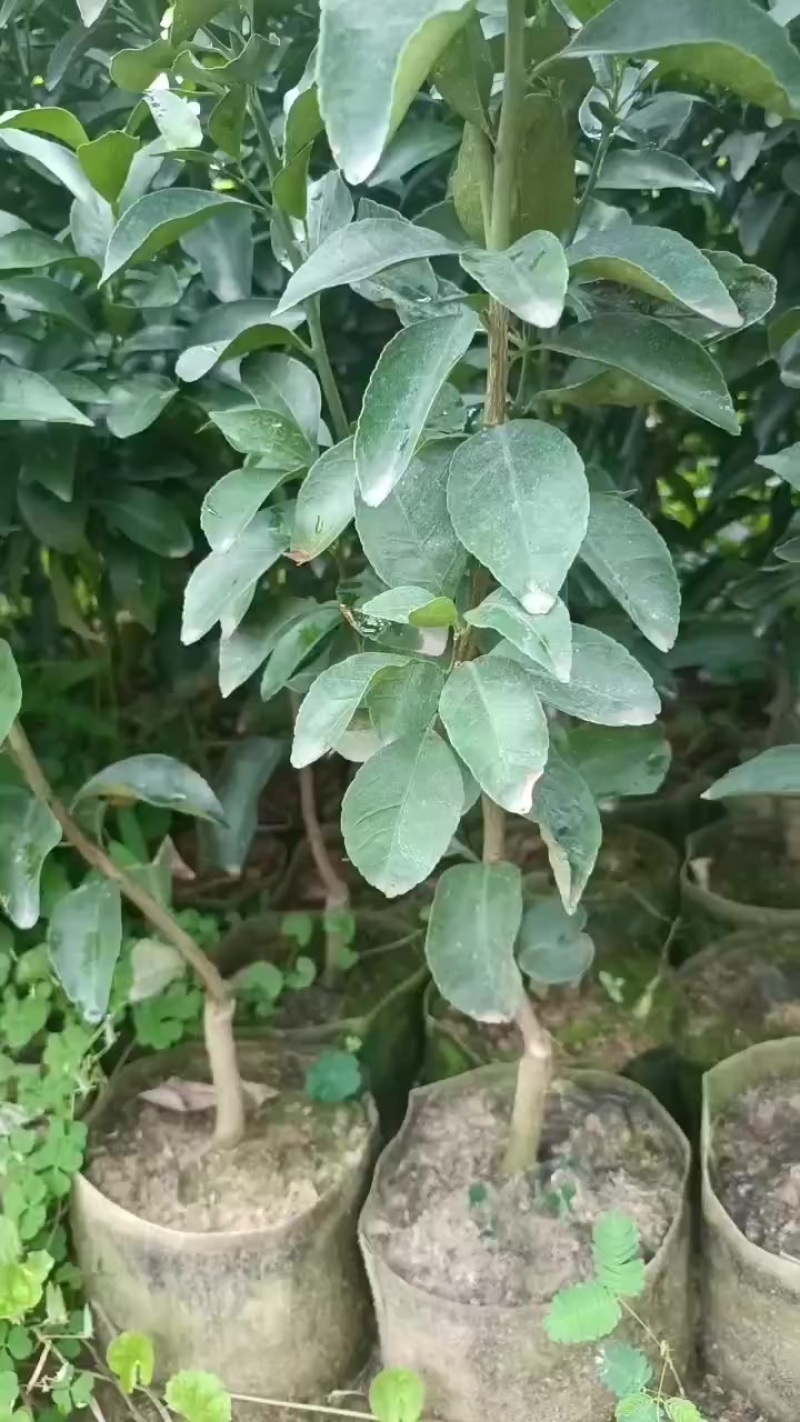 沙糖桔杯苗