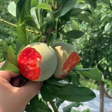 味帝李子大荔县
