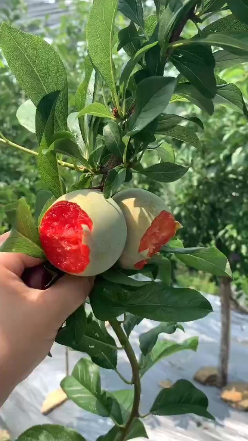 味帝李子大荔县