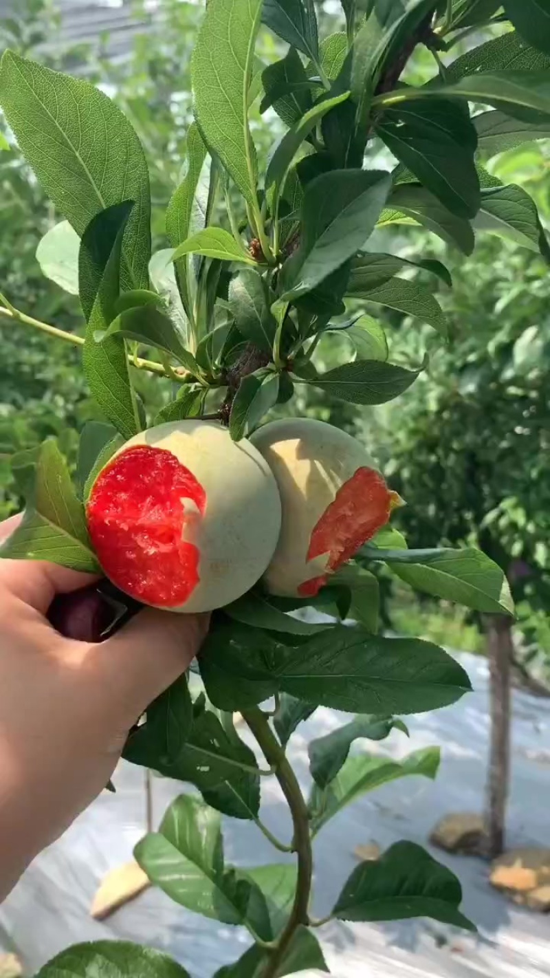 味帝李子大荔县