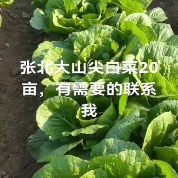 坝上蔬菜