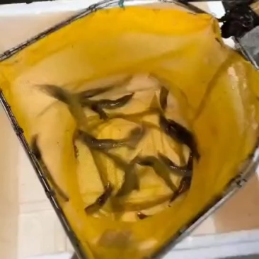 活力杠杠滴工厂化南美白对虾