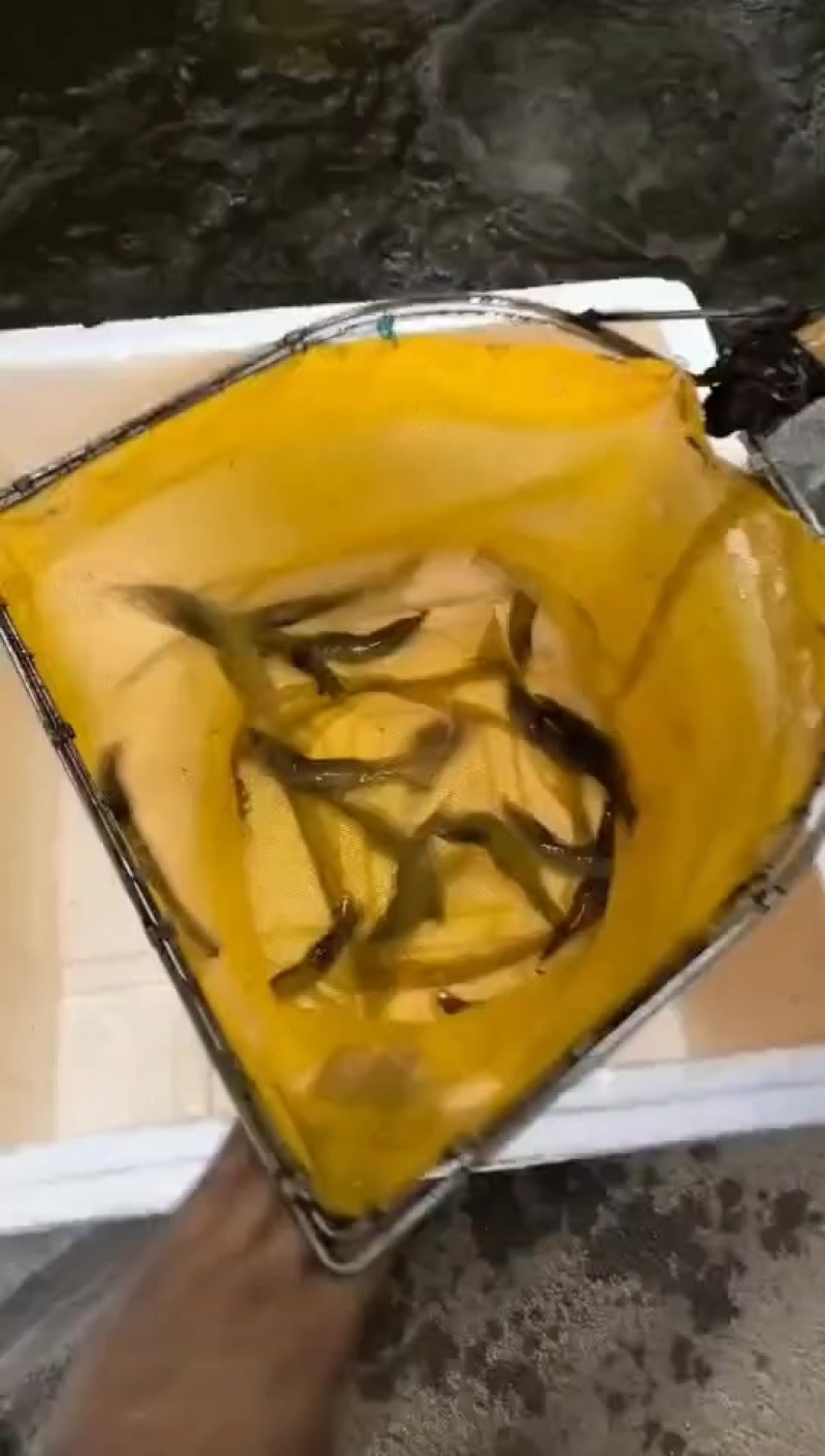 活力杠杠滴工厂化南美白对虾