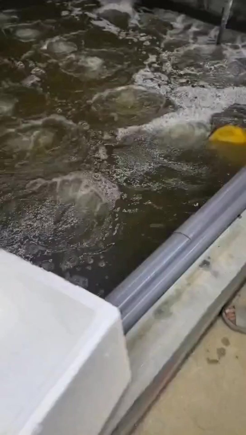 活力杠杠滴工厂化南美白对虾