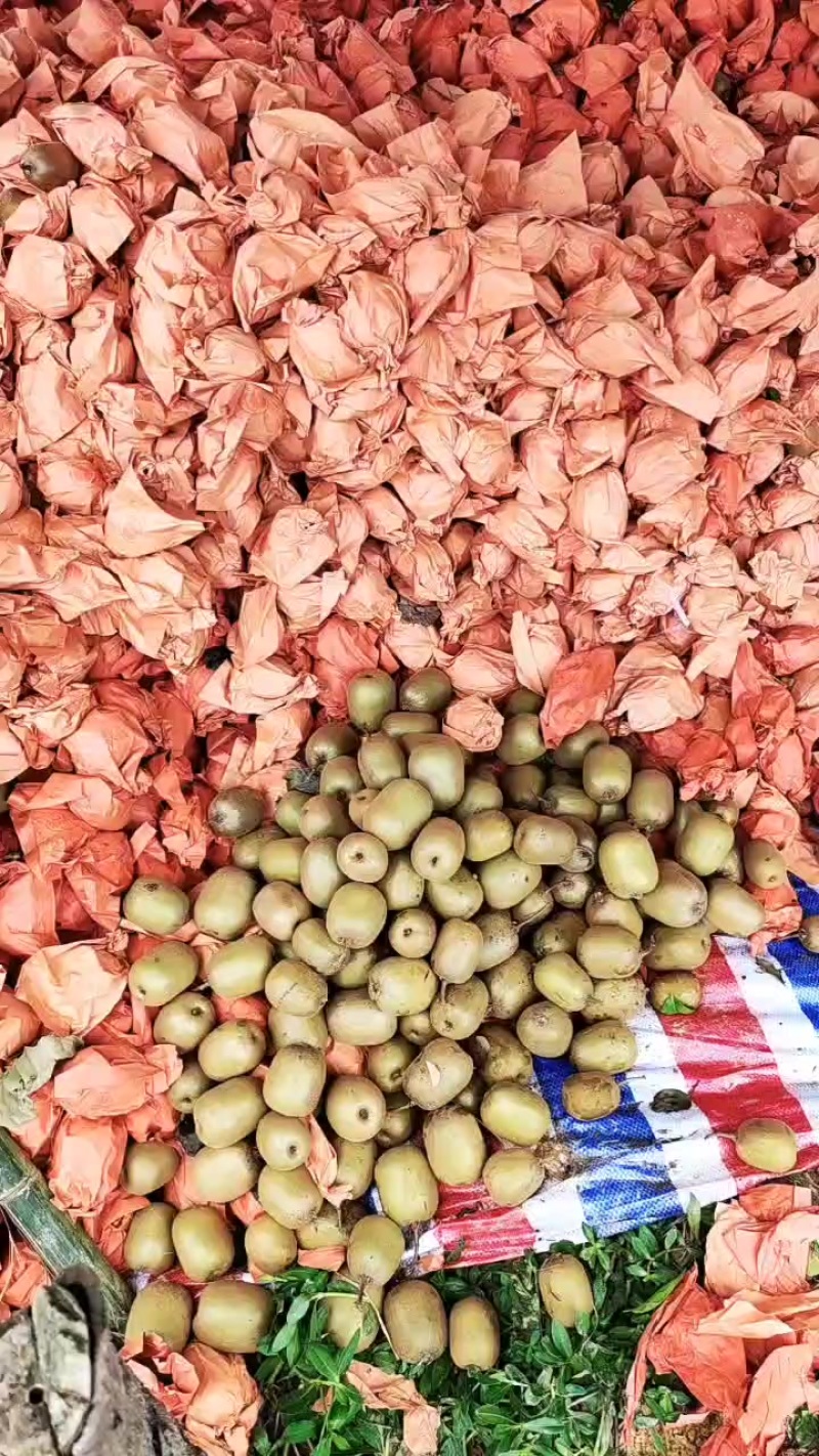 红心猕猴桃四川蒲江红心猕猴桃各种规格货源充足