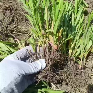 荷兰菊