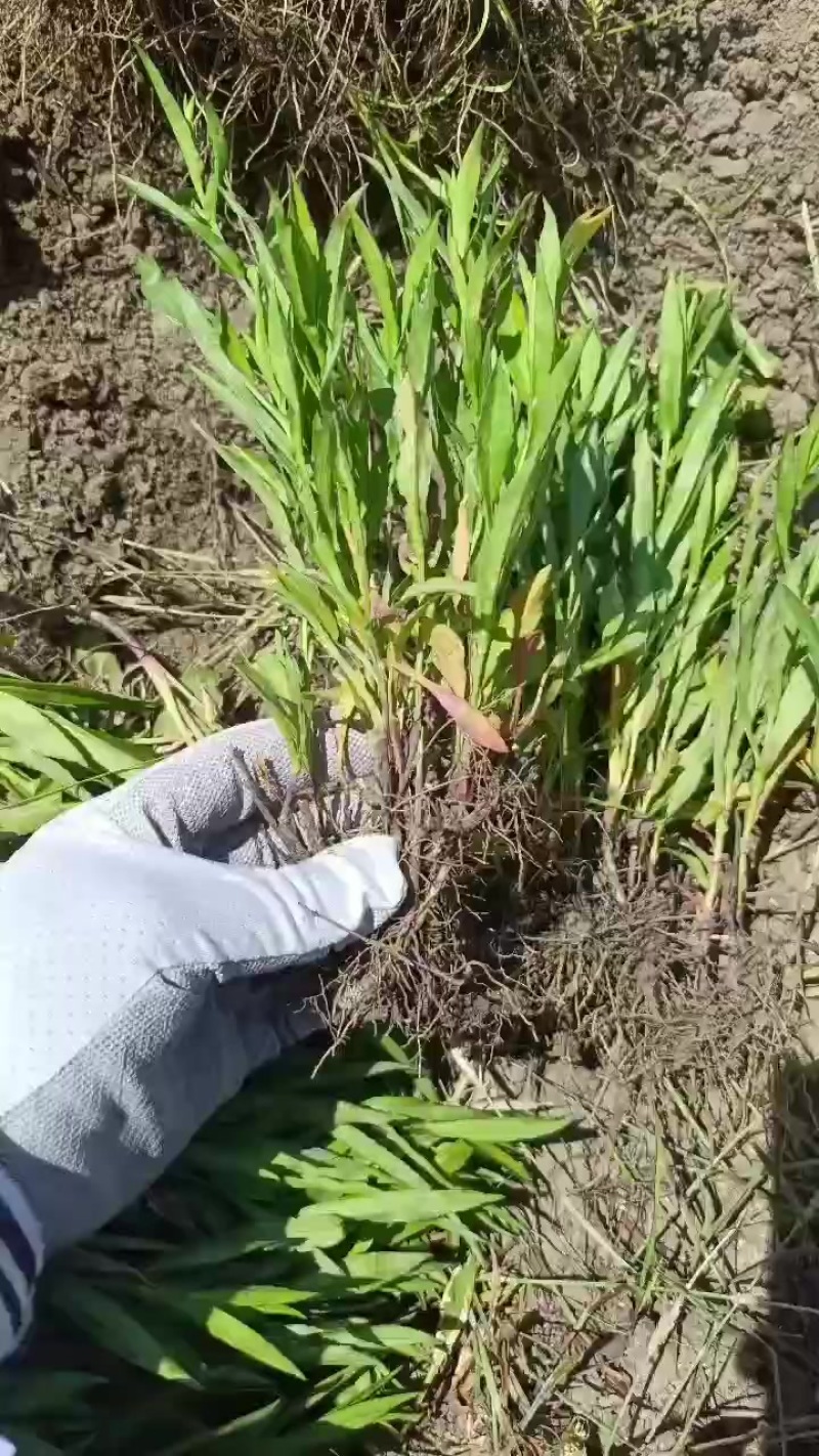 荷兰菊