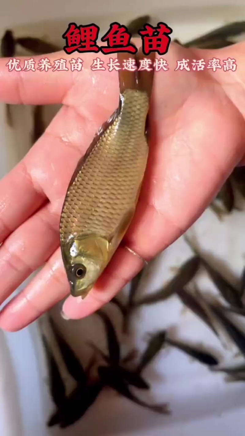 鲤鱼鱼苗