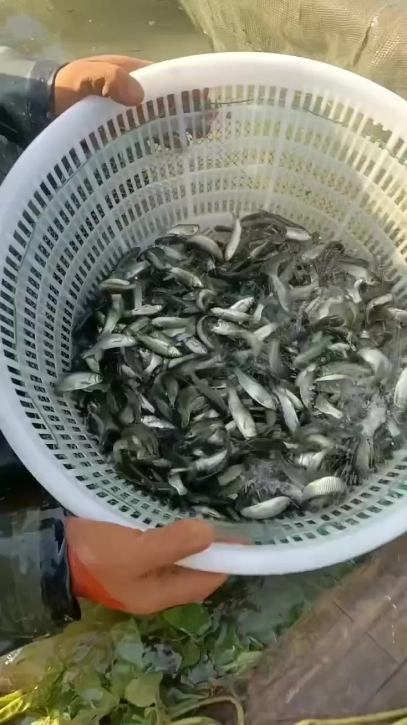 鲤鱼鱼苗