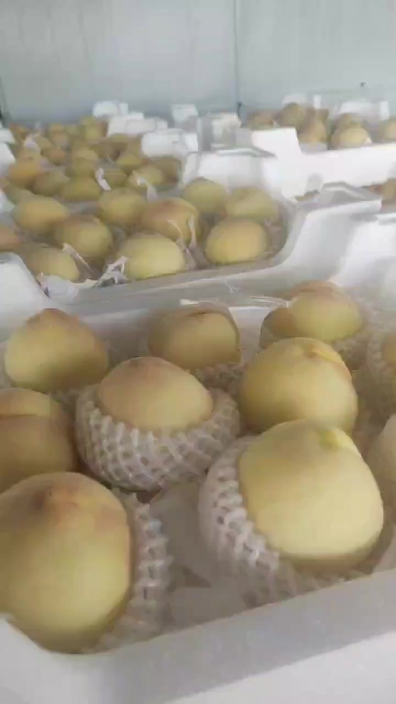 水蜜桃大量上市中