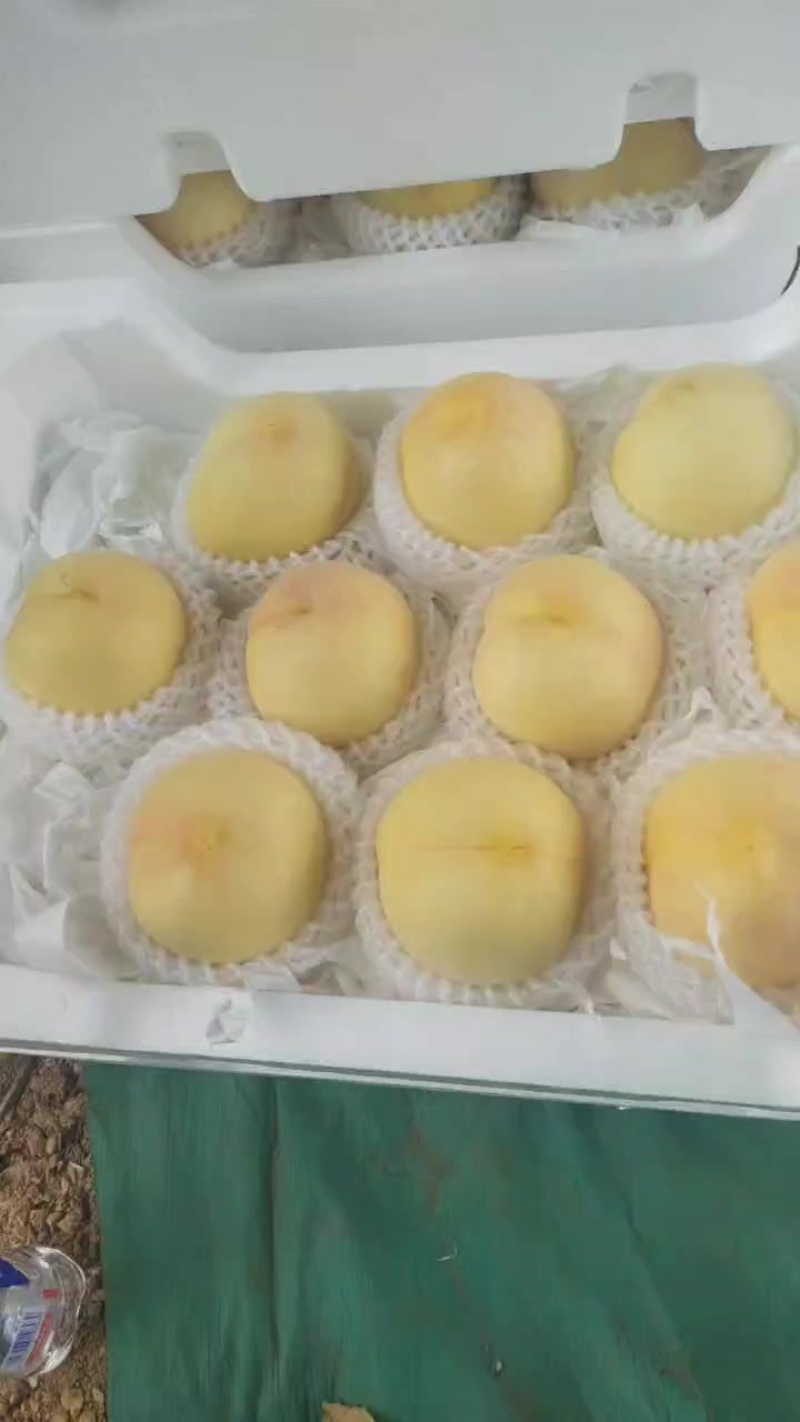 水蜜桃大量上市中