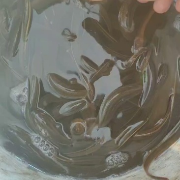 有要优质黄鳝的老板可以滴滴我可以快递发货
