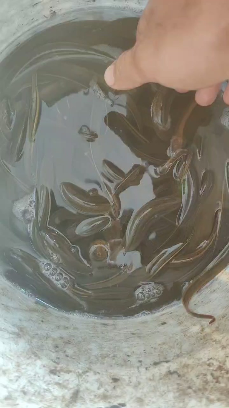 有要优质黄鳝的老板可以滴滴我可以快递发货