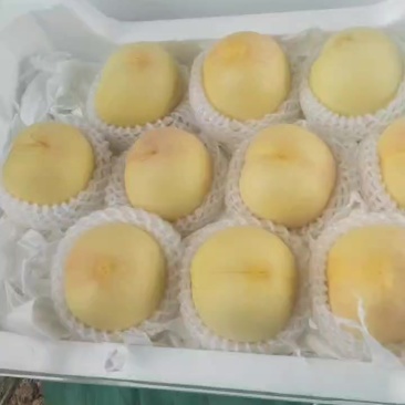 水蜜桃大量上市中