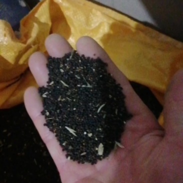 王不留行