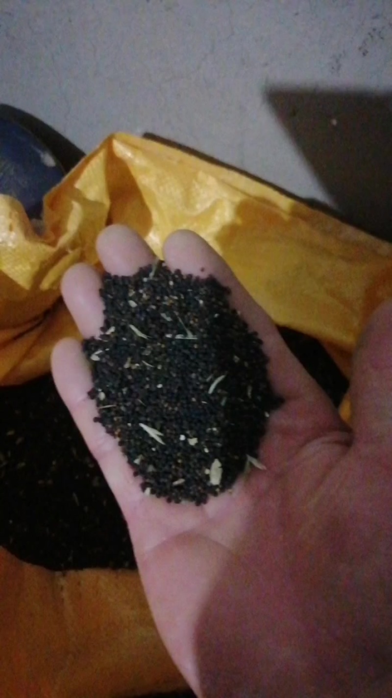 王不留行